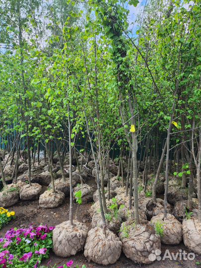 Липа мелколистная