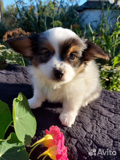 Щенки папийона