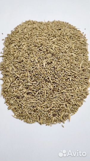 Просо, сафлор, лён, рапс, канареечное семя