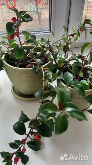 Нематантус золотая рыбка (тропикана)