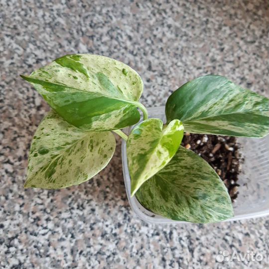 Комнатные растения