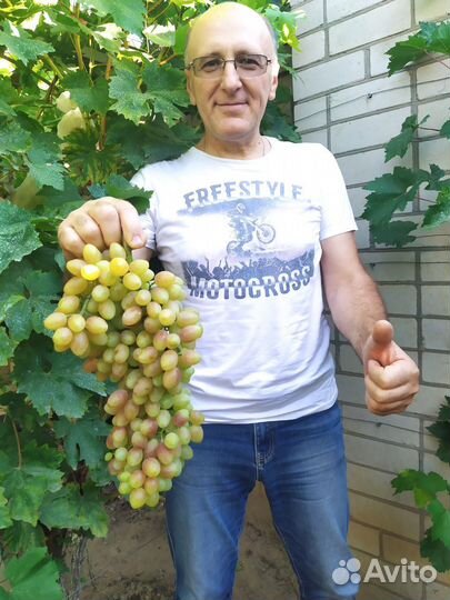 Саженцы винограда