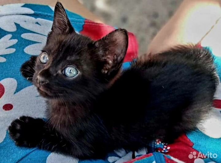 Котенок мальчик