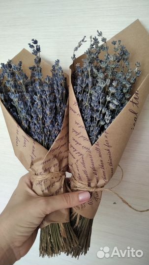 Лаванда Крымская сухоцвет