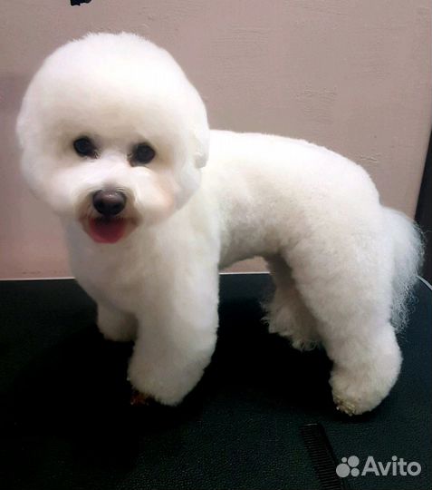 Стрижка собак