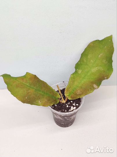 Хойя Ундулата (Hoya Undulata) короткий лист