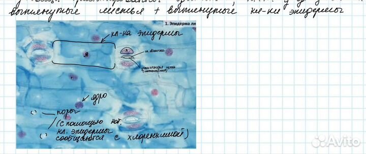 Егэ по химии. Репетитор по химии и биологии