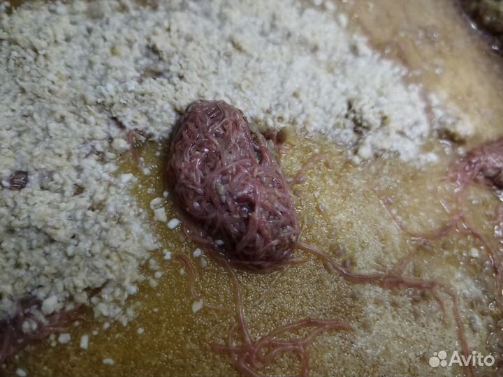 Трубочник изя