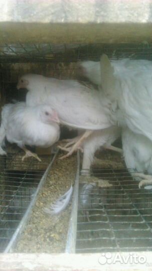 Куры Коралл ник