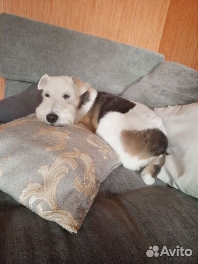 Вязка собак