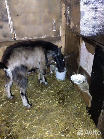 Англо- нубийский козел