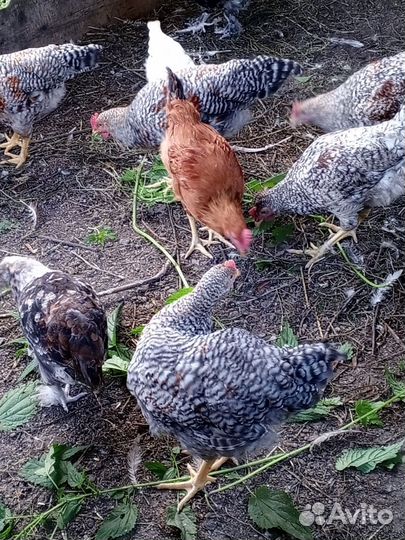 Молодые петушки