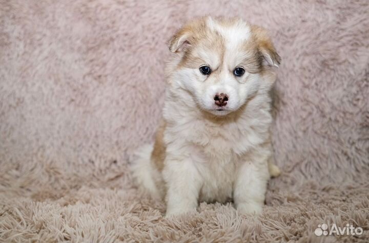 Щенки бордер колли метис