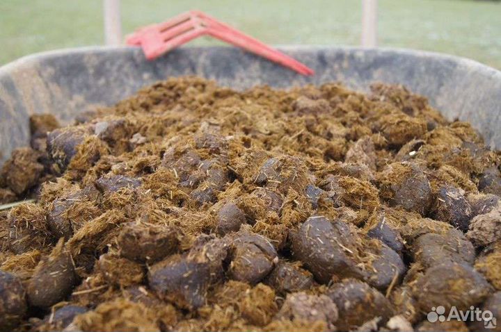 Конский свежий навоз