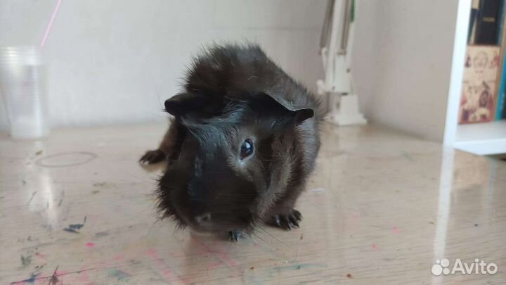 Морские свинки