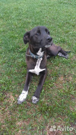 Найдена собака