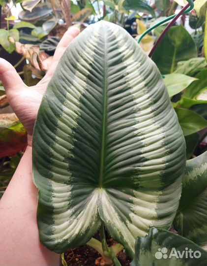 Шизматоглоттис Валличии (Тай)