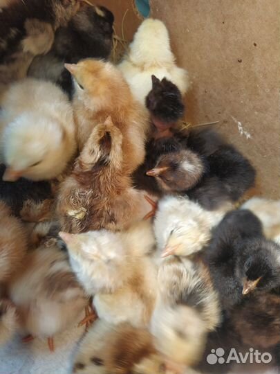 Индюшата домашние, цыплята