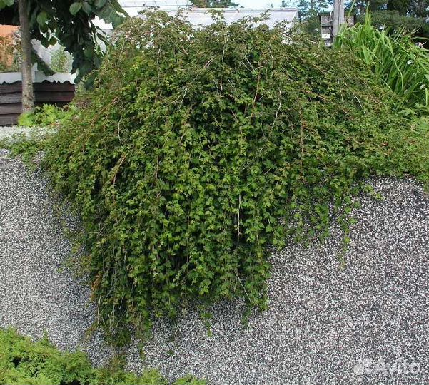 Стефанандра надрезаннолистная