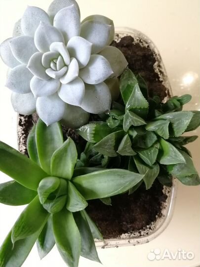 Набор суккулентов