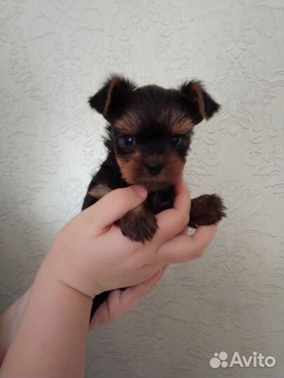 Йоркширский терьер щенки стандарт