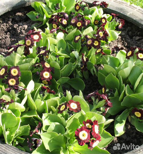 Шикарные примулы