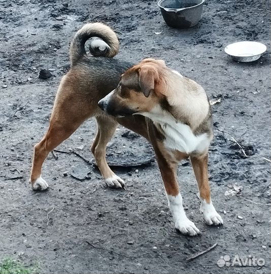 Ищем хозяина