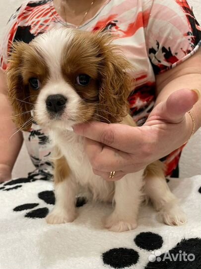 Кавалер кинг чарльз спаниель щенки