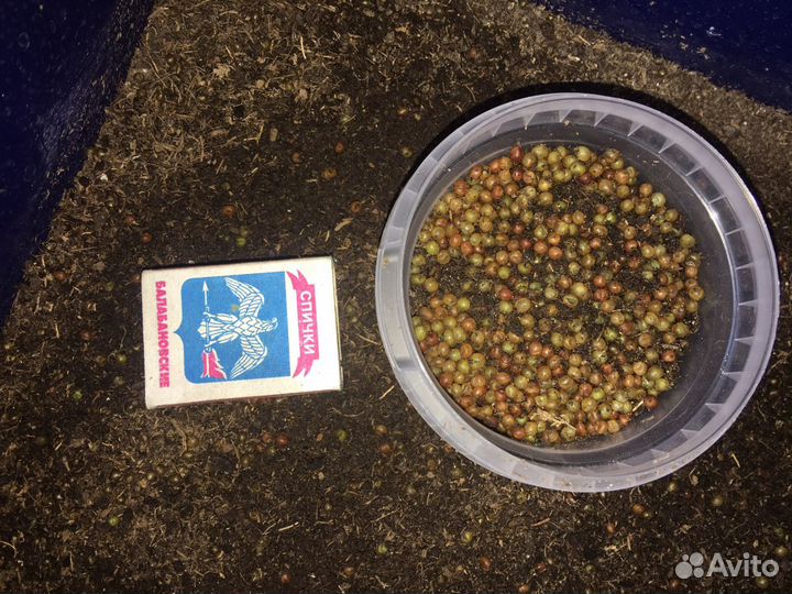 Коконы червя дендробена