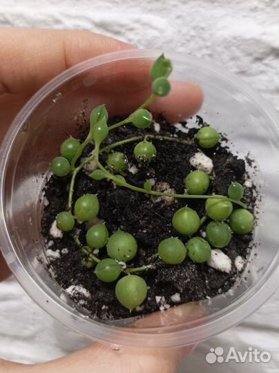 Крестовник роули