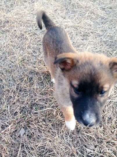 Щенки дворовые