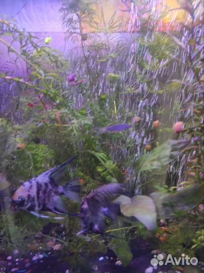 Рыбки скалярии