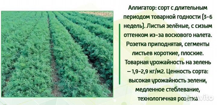 Семена укропа Аллигатор