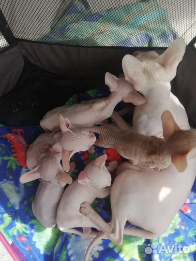 Донской сфинкс котята