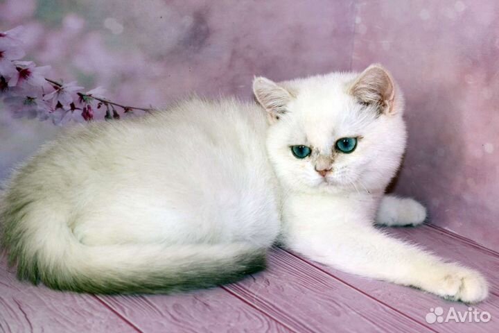 Серебристая британская шиншилла колор поинт