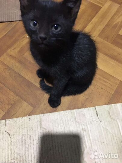 Кошка в дар бесплатно