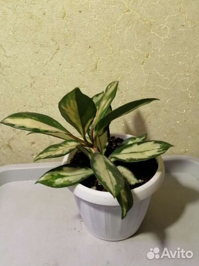 Домашние растения