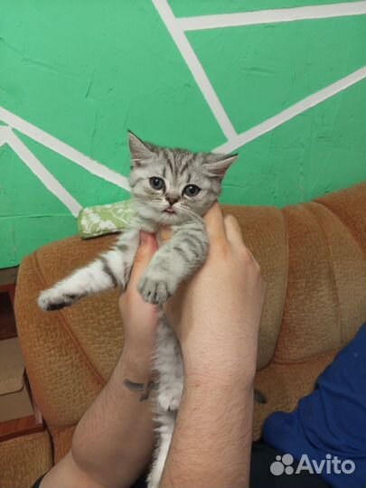 Британские котята
