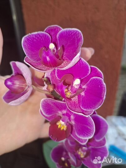 Орхидея мультифлора