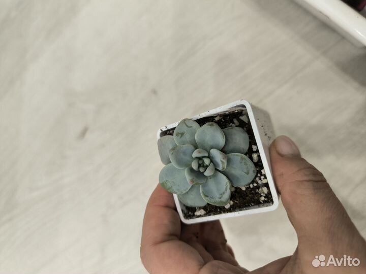 Суккуленты