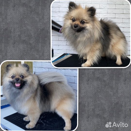 Груминг шпицев