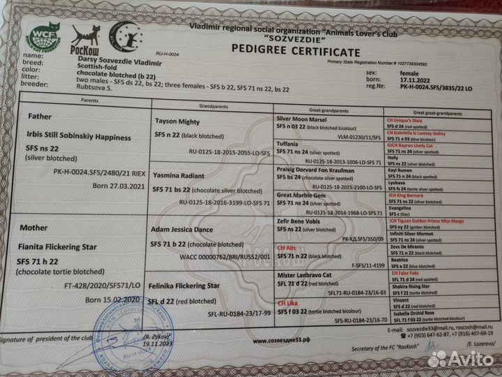 Шотландская вислоухая