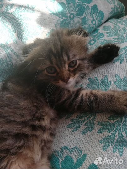 Котята