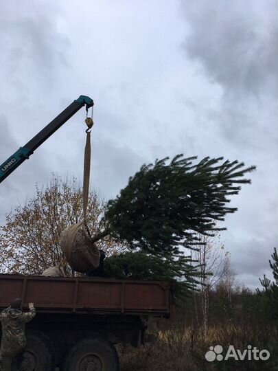 Посадка деревьев и кустарников
