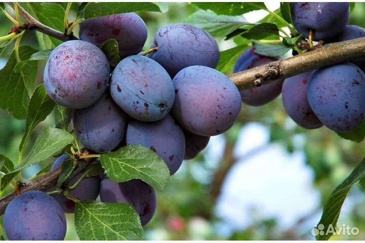 Саженцы сливы красной и синей
