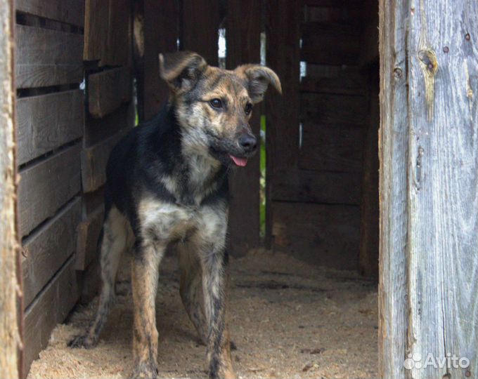 Дворняжки чистокровные