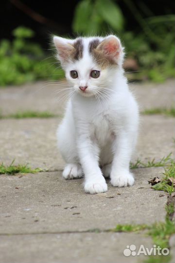 Котята в добрые руки бесплатно коты