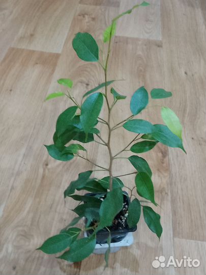 Комнатные растения