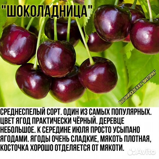 Вишня, черешня, сливы, яблони, груши,персик