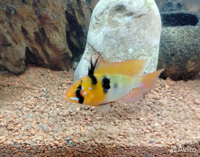 Апистограмма рамирези и брохис изумрудный